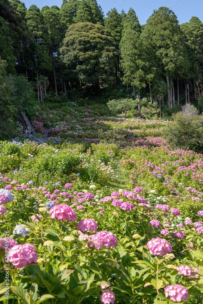 Hydrangea at Hattori Farm in Mobara City, Chiba Prefecture, Japan / Hattori farm is a famous place called a hydrangea mansion Hydrangea at Hattori Farm in Mobara City, Chiba Prefecture, Japan / Hattori farm is a famous place called a hydrangea mansion