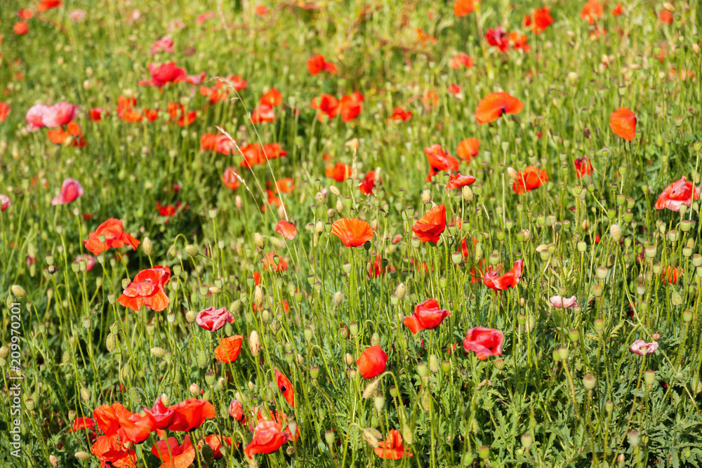 Poppy field. Flowers background