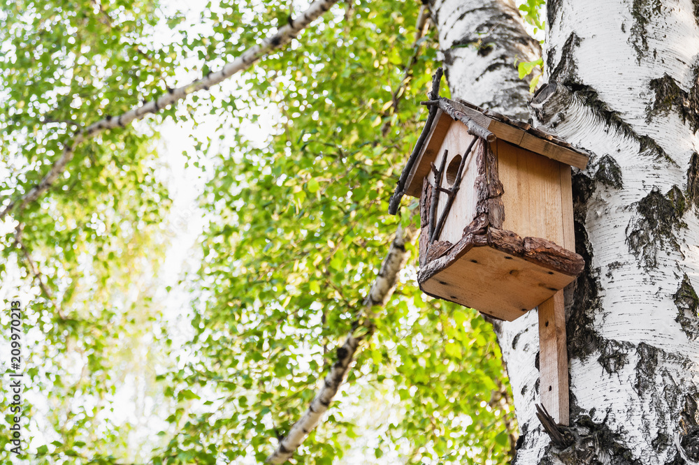 Wooden birdhouse on a birch tree in the park Wooden birdhouse on a birch tree in the park
