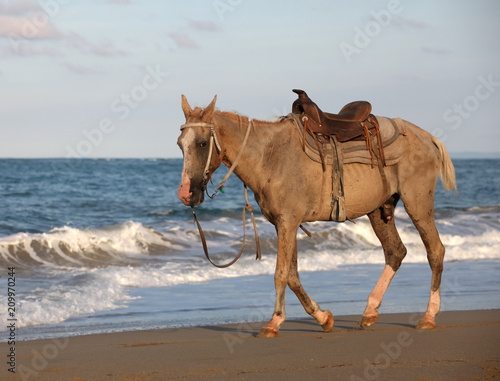 the horse with a saddle goes along the ocean