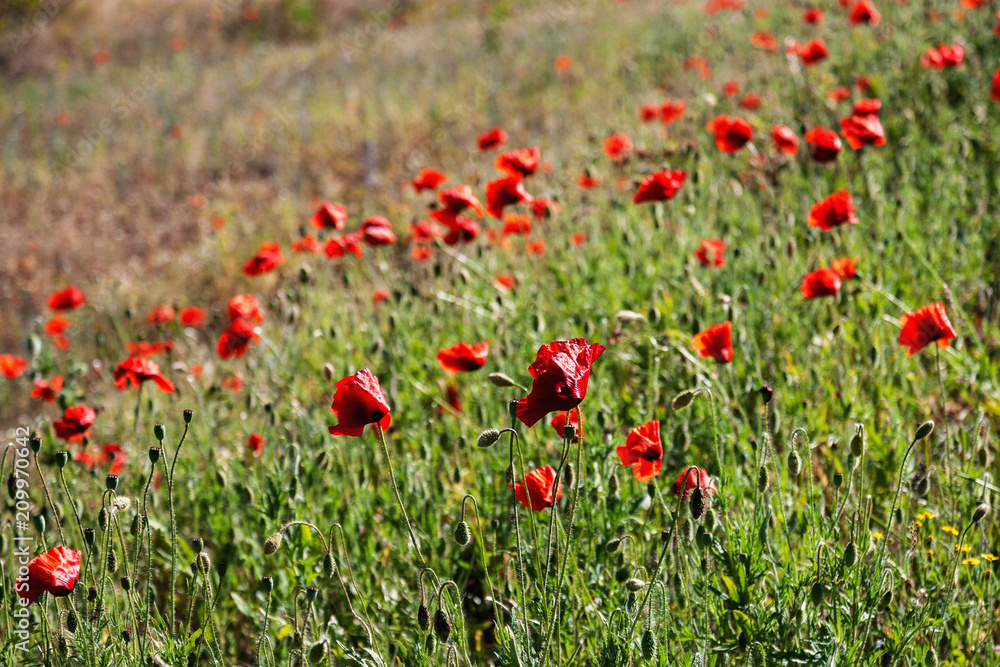 Poppy field. Flowers background