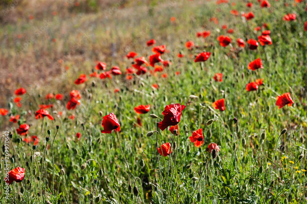 Poppy field. Flowers background Poppy field. Flowers background