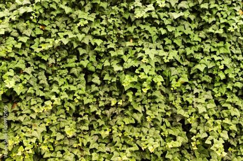 vine leaf wall texture