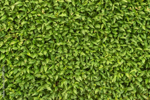 green hedge plant texture