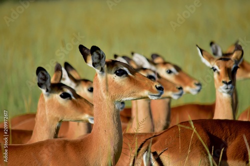 impala herd
