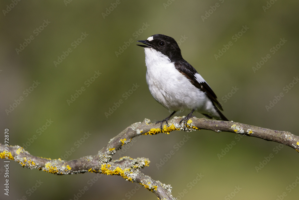 Pied flycatcher. Ficedula hypoleuca Pied flycatcher. Ficedula hypoleuca