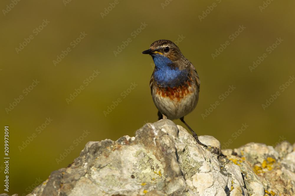 Fototapeta premium Bluethroat. Luscinea svecica