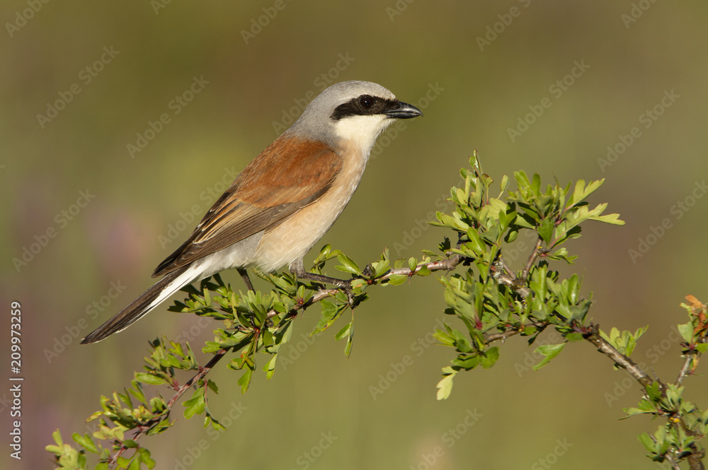 Red-backed shrike. Lanius collurio Red-backed shrike. Lanius collurio