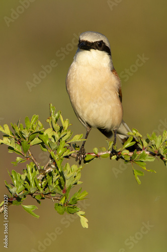 Male of Red-backed shrike. Lanius collurio