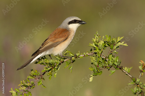 Red-backed shrike. Lanius collurio