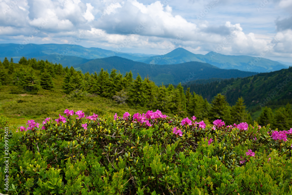 Flowering pink rhododendrons on green slopes Flowering pink rhododendrons on green slopes