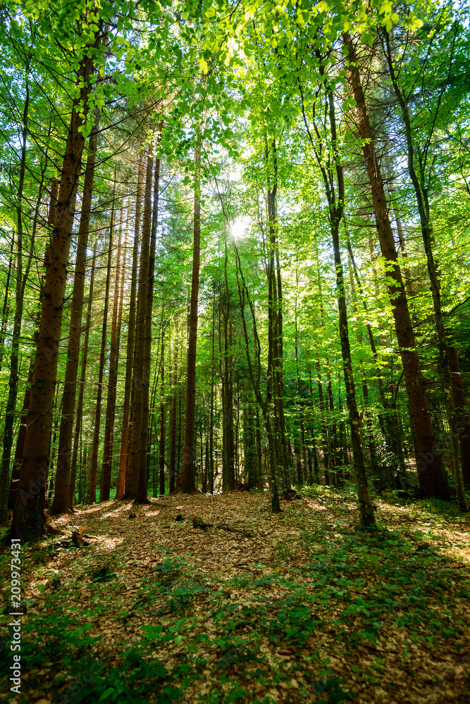Path in the forest towards the sun Path in the forest towards the sun