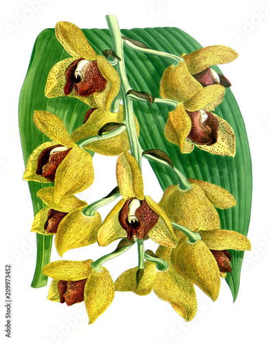 Foto Illustration of orchid