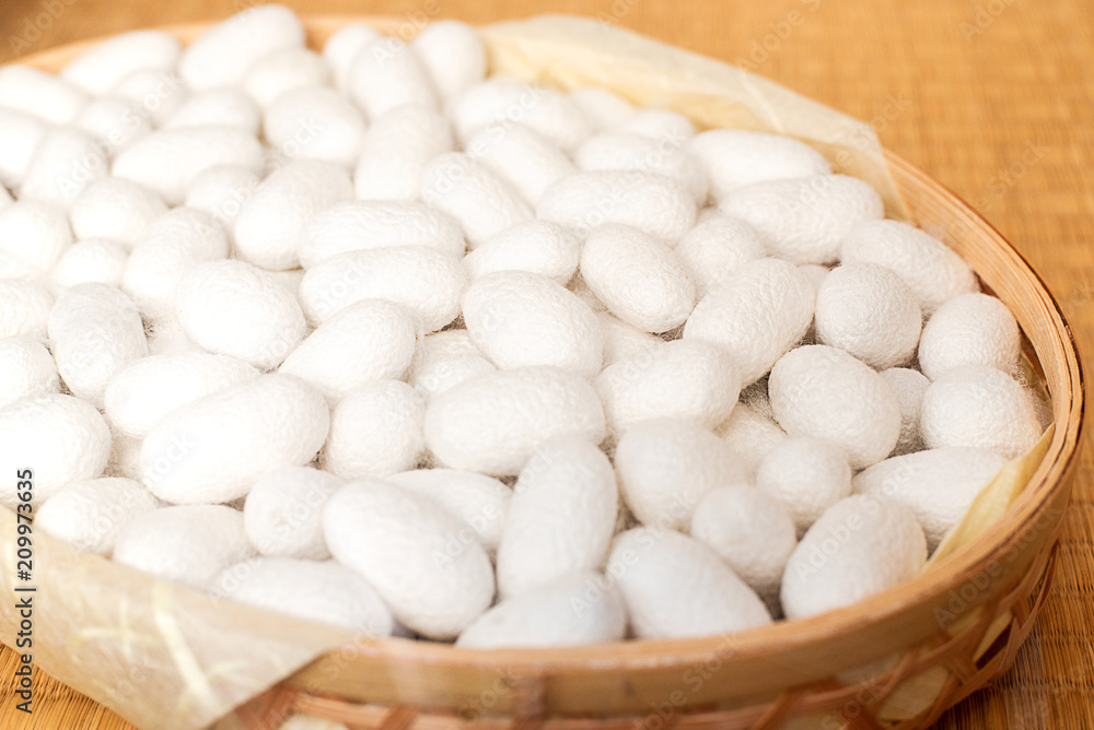 cocoons cocoons