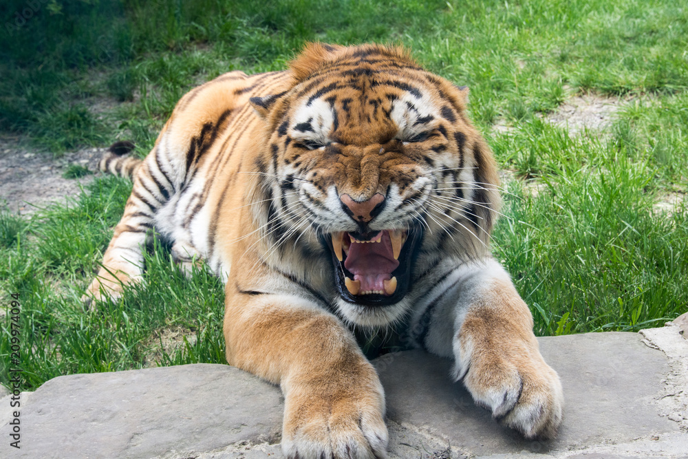 Tiger growls and rocks close-up on the grass Tiger growls and rocks close-up on the grass