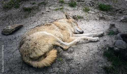 The wolf sleeps on the rocks after a close-up shoot