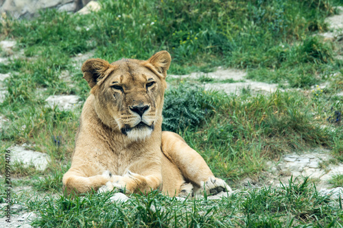 Lioness lies on the grass after hunting