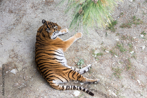 The tiger lies and rests a view from above