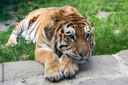 Tiger close-up lies on the grass and misses