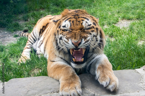 Tiger growls and rocks close-up on the grass
