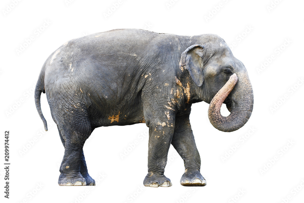 Naklejka premium Asia elephant on isolated white background.with clipping path
