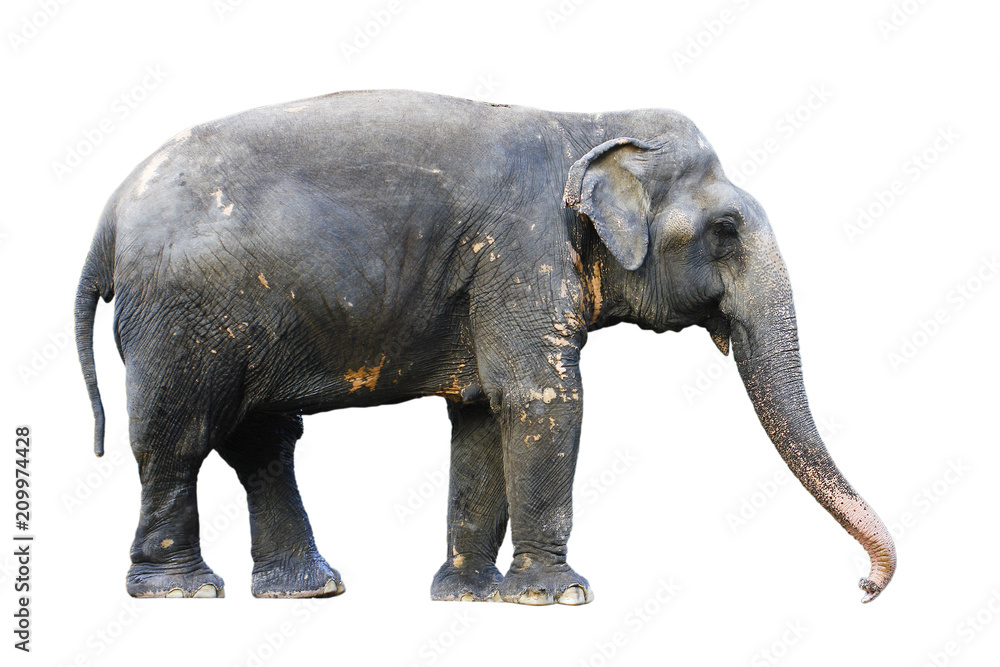 Asia elephant on isolated white background.with clipping path Asia elephant on isolated white background.with clipping path