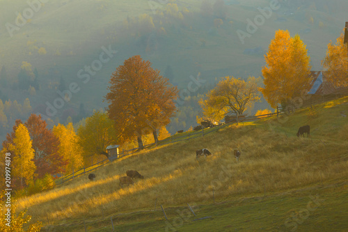Farm animals on the field d...