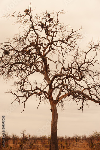 Vulture tree © Adriaan