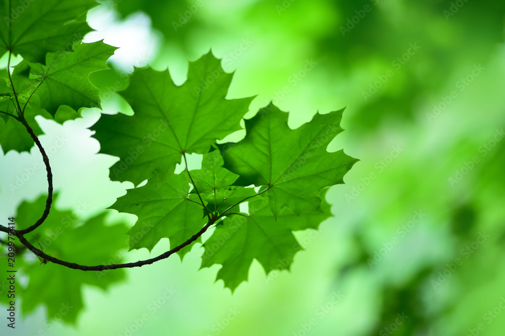 A gently focused photograph of the foliage of trees on a green blurred background. Rest and contemplation on the nature in the park. A gently focused photograph of the foliage of trees on a green blurred background. Rest and contemplation on the nature in the park.