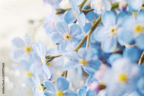 Flowers forget-me-not close-up, top view, flat lay. natural floral background, macro photo.