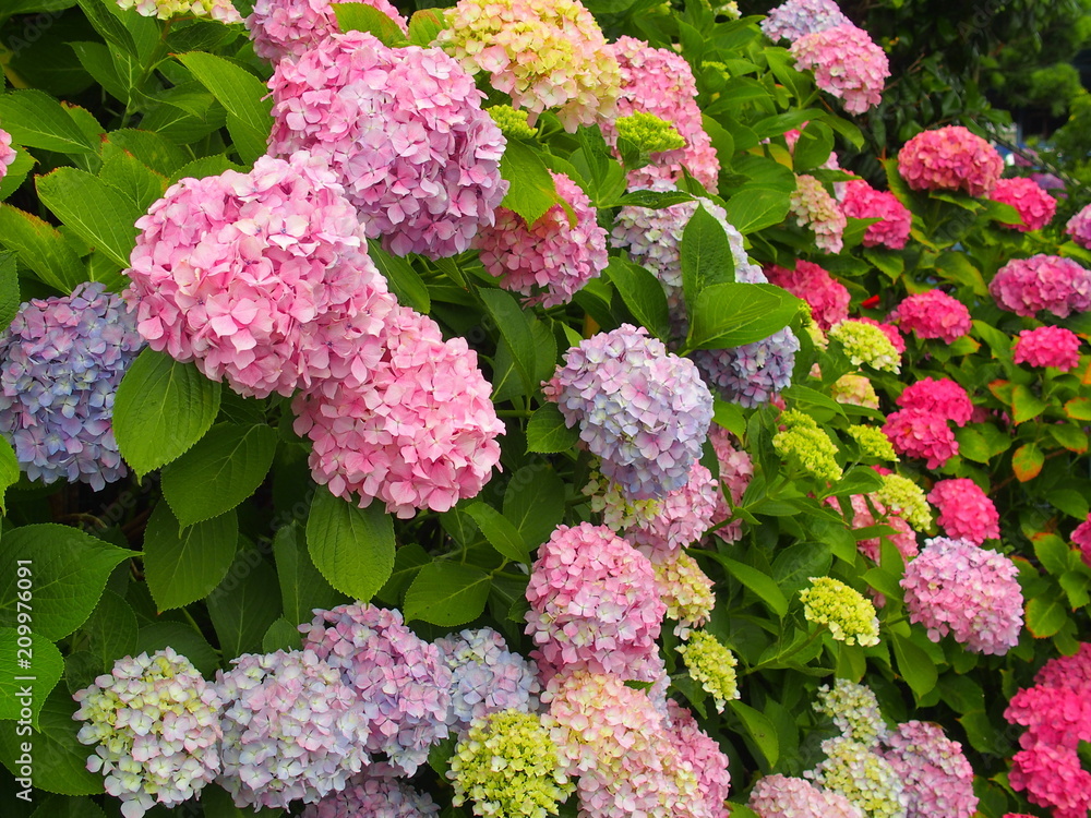 カラフルな紫陽花 カラフルな紫陽花