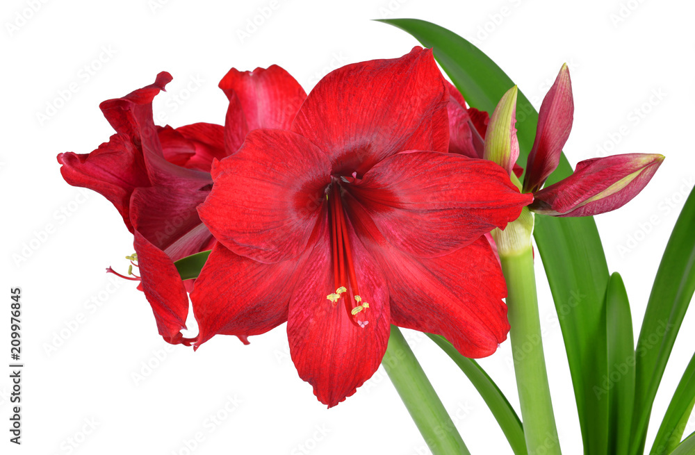 Red Amaryllis flower with green leaves isolated on white background. Red Amaryllis flower with green leaves isolated on white background.