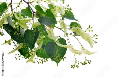 Blossoming twig of linden with leaves isolated on a white background. photo