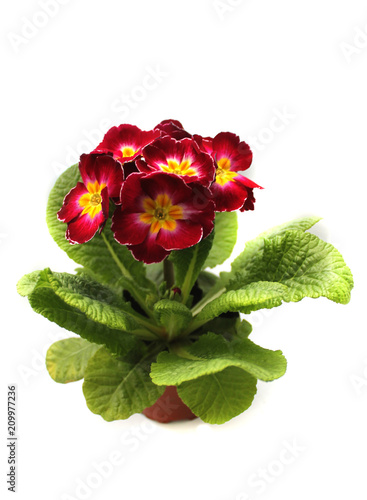 Fresh blooming primrose. Blossom plant who in potted . Spring flowers from supermarket. Isolated view on white background. 