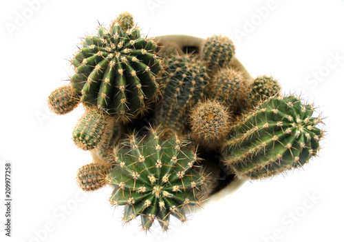 green cactus, home cactus, top view, isolated on white background