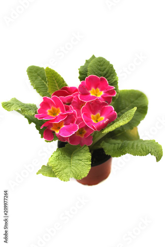 Fresh blooming primrose. Blossom plant who in potted . Spring flowers from supermarket. Isolated view on white background. 