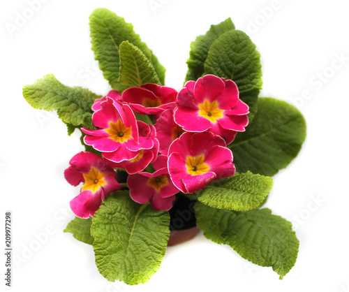 Fresh blooming primrose. Blossom plant who in potted . Spring flowers from supermarket. Isolated view on white background. 