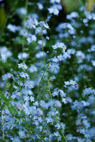 Cloud of blue forget-me-not flowers (myosotis sylvatica)