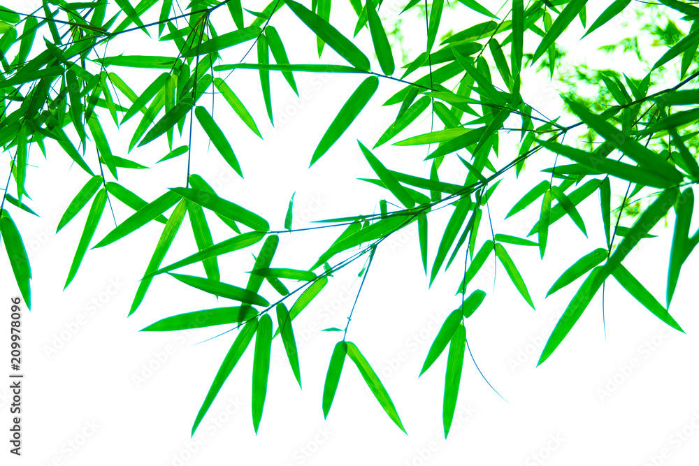 Tree branches and leaves are green on a white background. Tree branches and leaves are green on a white background.