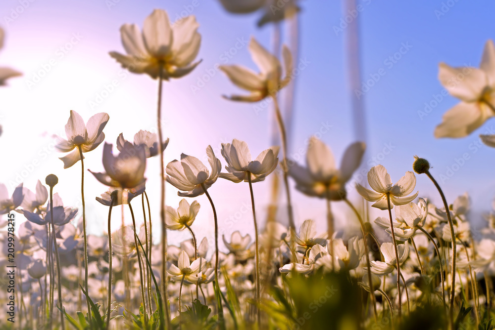 Fototapeta Piękny krajobraz z polnymi kwiatami. Polne kwiaty o zachodzie słońca.