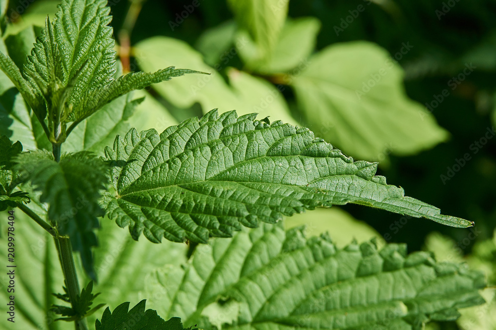 green nettle leaf closeup on a clear day green nettle leaf closeup on a clear day