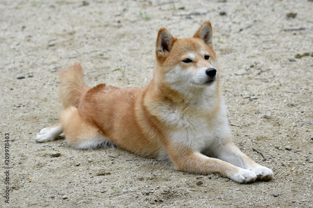 柴犬・伏せ 柴犬・伏せ