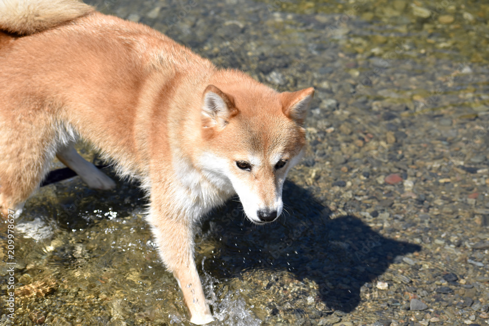 柴犬・水遊び・川