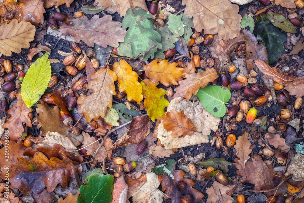 Autumn scene with walnuts and dry leaves on the ground