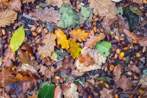 Autumn scene with walnuts and dry leaves on the ground