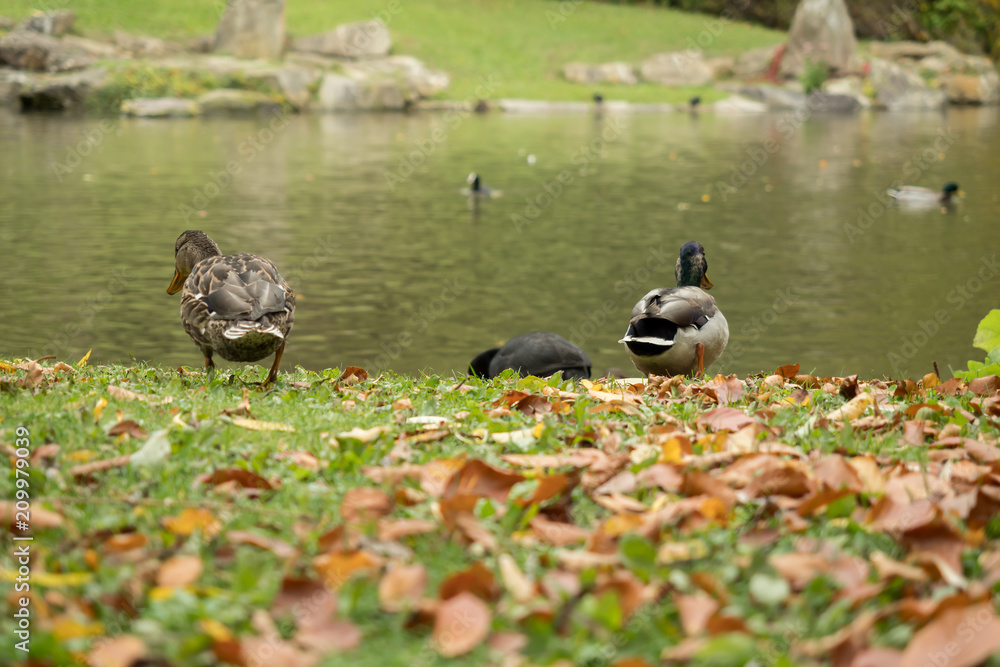 Many wild ducks out in the park Many wild ducks out in the park