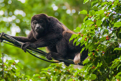 Photography Howler monkey peeing on a cable in Cahuita National Park, Costa Rica