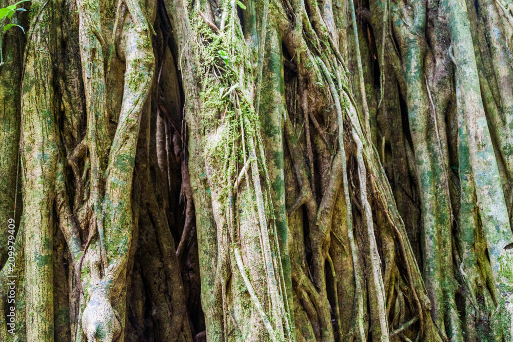 Massive tree in a jungle of Panama Massive tree in a jungle of Panama