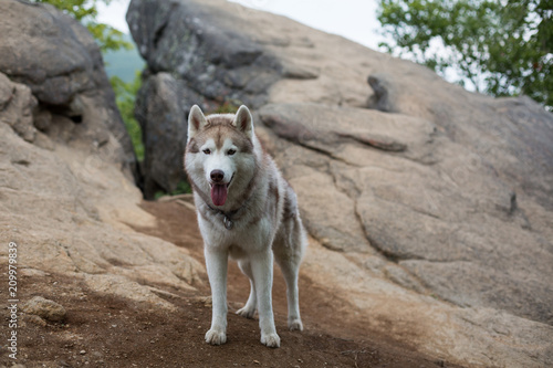 Portrait of beautiful Siberian husky standing on the hill on the background of mountain. A dog on a natural background.