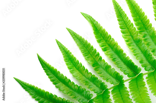 Fresh Fern branch isolated on a white background